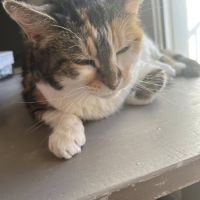 Roussette, adorable chatte à l'adoption #4