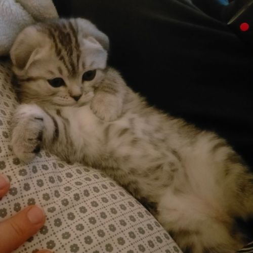 Chaton scottish fold femelle #1