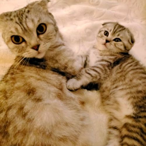 Chaton scottish fold femelle #3