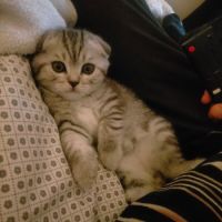 Chaton scottish fold femelle #0