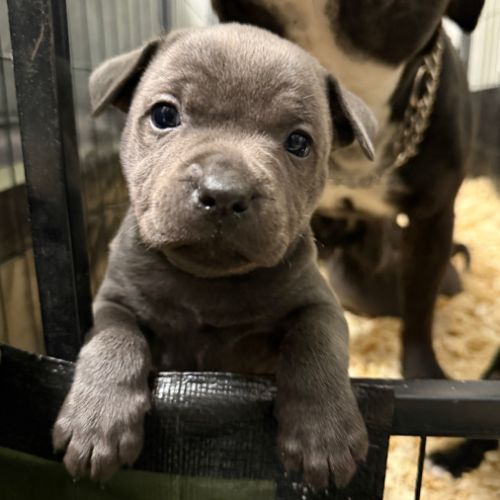 Chiots staffie #0