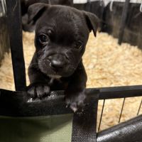 Chiot staffie #2