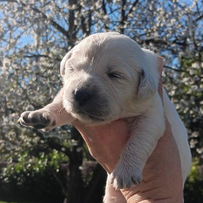 Chiot golden retriever #1