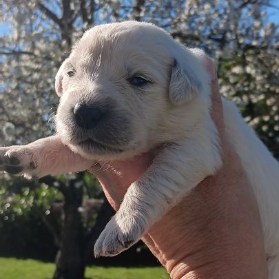 Chiot golden retriever #3