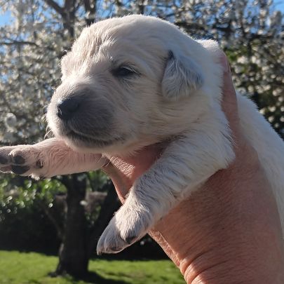 Chiot golden retriever #4