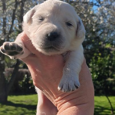 Chiot golden retriever #6