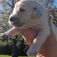 Chiot golden retriever #2