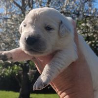 Chiot golden retriever #3