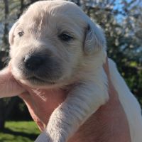 Chiot golden retriever