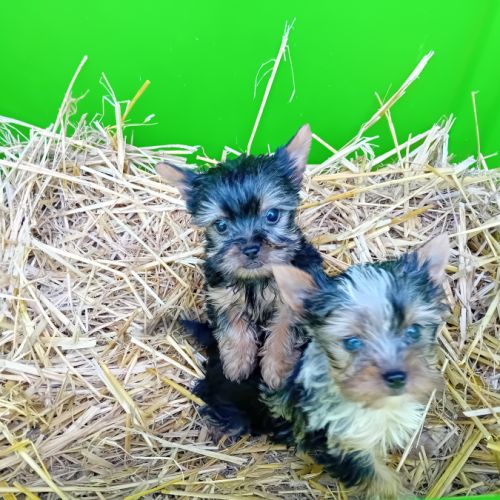 Magnifique chiot yorkshire male, merle et standard #0