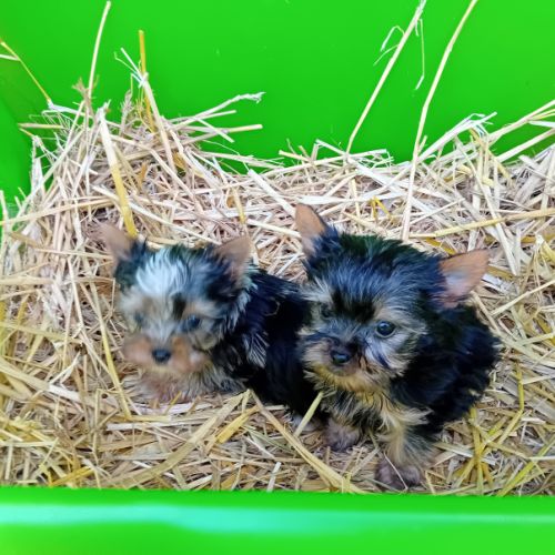 Magnifique chiot yorkshire male, merle et standard #3