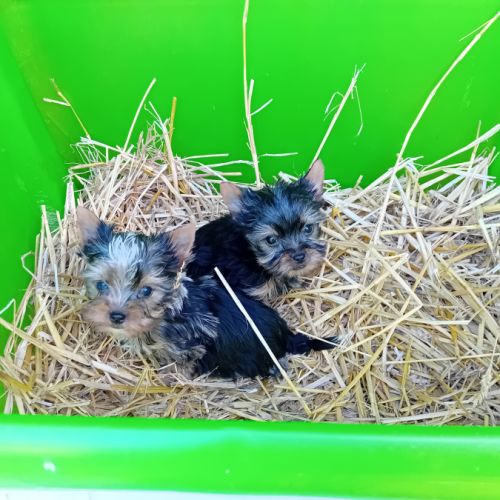 Magnifique chiot yorkshire male, merle et standard #4