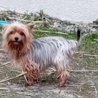 Magnifique chiot yorkshire male, merle et standard #1