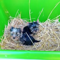 Magnifique chiot yorkshire male, merle et standard #4