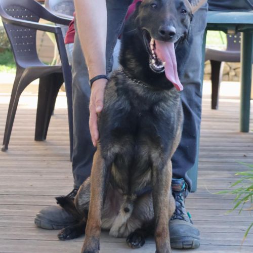 Senko, malinois de 4 ans à l'adoption #1