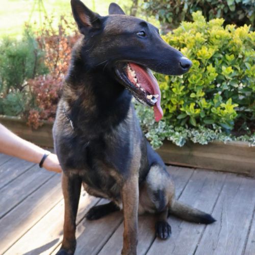 Senko, malinois de 4 ans à l'adoption