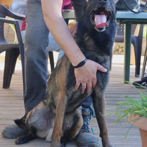 Senko, malinois de 4 ans à l'adoption #4