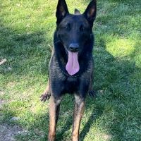 Senko, malinois de 4 ans à l'adoption #2