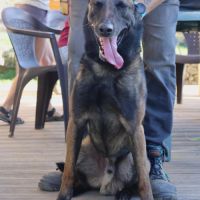 Senko, malinois de 4 ans à l'adoption #5