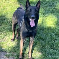 Senko, malinois de 4 ans à l'adoption #6