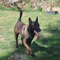Senko, malinois de 4 ans à l'adoption #7