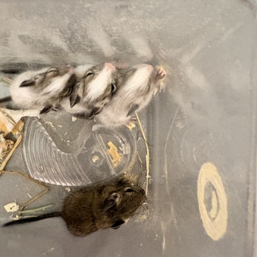 À réserver bébé octodon #1