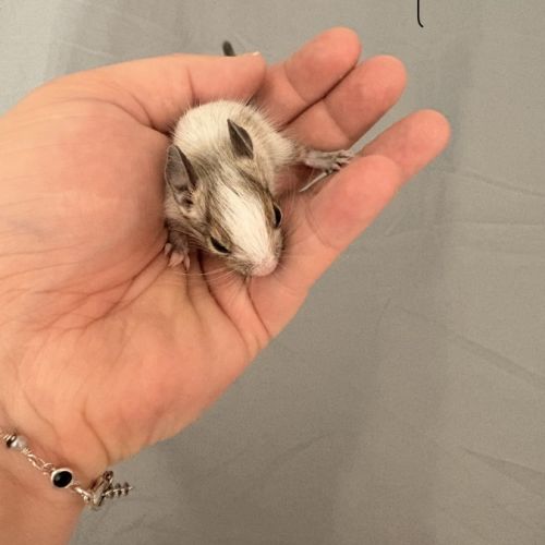 À réserver bébé octodon