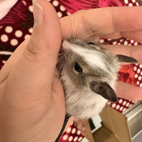 À réserver bébé octodon