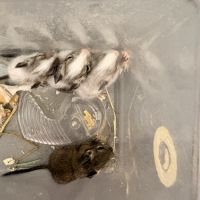 À réserver bébé octodon #1