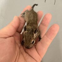 À réserver bébé octodon #2