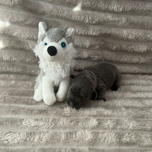 Magnifique chiot staffy lof #2