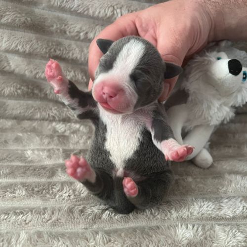 Magnifique chiot staffy lof #3