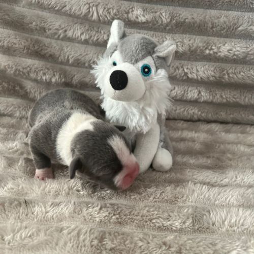 Magnifique chiot staffy lof #4