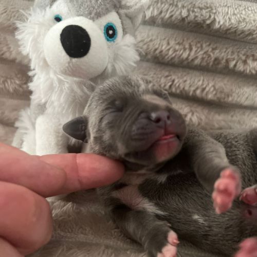 Magnifique chiot staffy lof #5