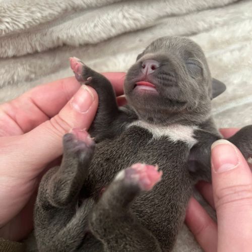 Magnifique chiot staffy lof #7