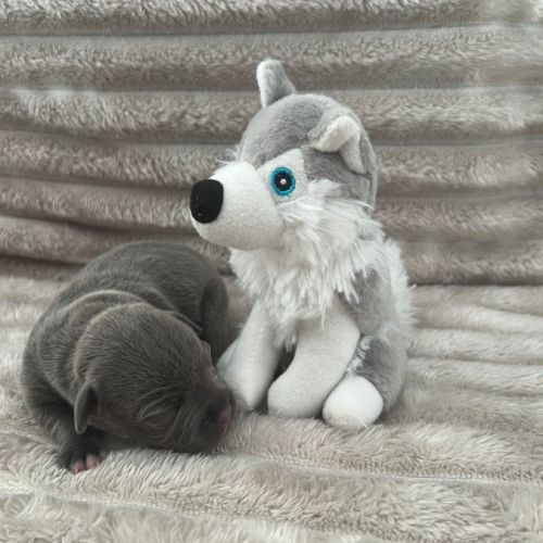 Magnifique chiot staffy lof #8