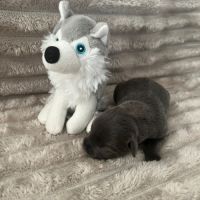 Magnifique chiot staffy lof