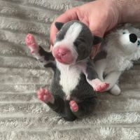 Magnifique chiot staffy lof #3