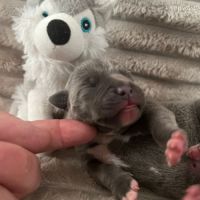 Magnifique chiot staffy lof #5