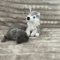 Magnifique chiot staffy lof #6