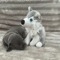 Magnifique chiot staffy lof #8