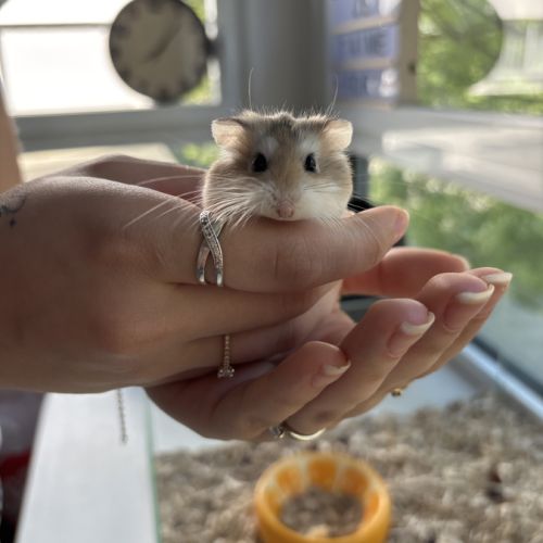 Hamster roborovski femelle jeune