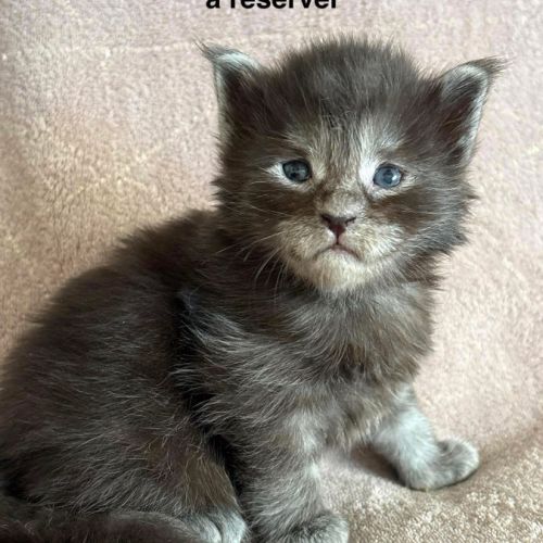 Chatons maine coon mâles et femelle #1