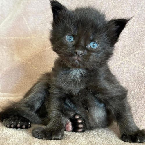 Chatons maine coon mâles et femelle