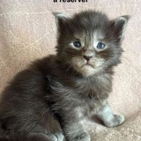 Chatons maine coon mâles et femelle #1