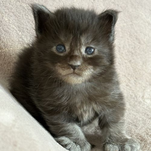 Chaton maine coon femelle #1