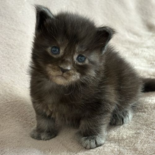 Chaton maine coon femelle