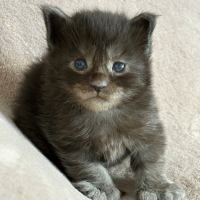Chaton maine coon femelle #1
