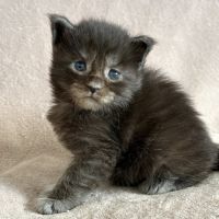 Chaton maine coon femelle #2