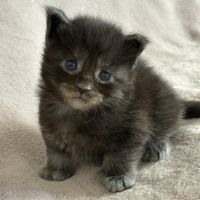 Chaton maine coon femelle